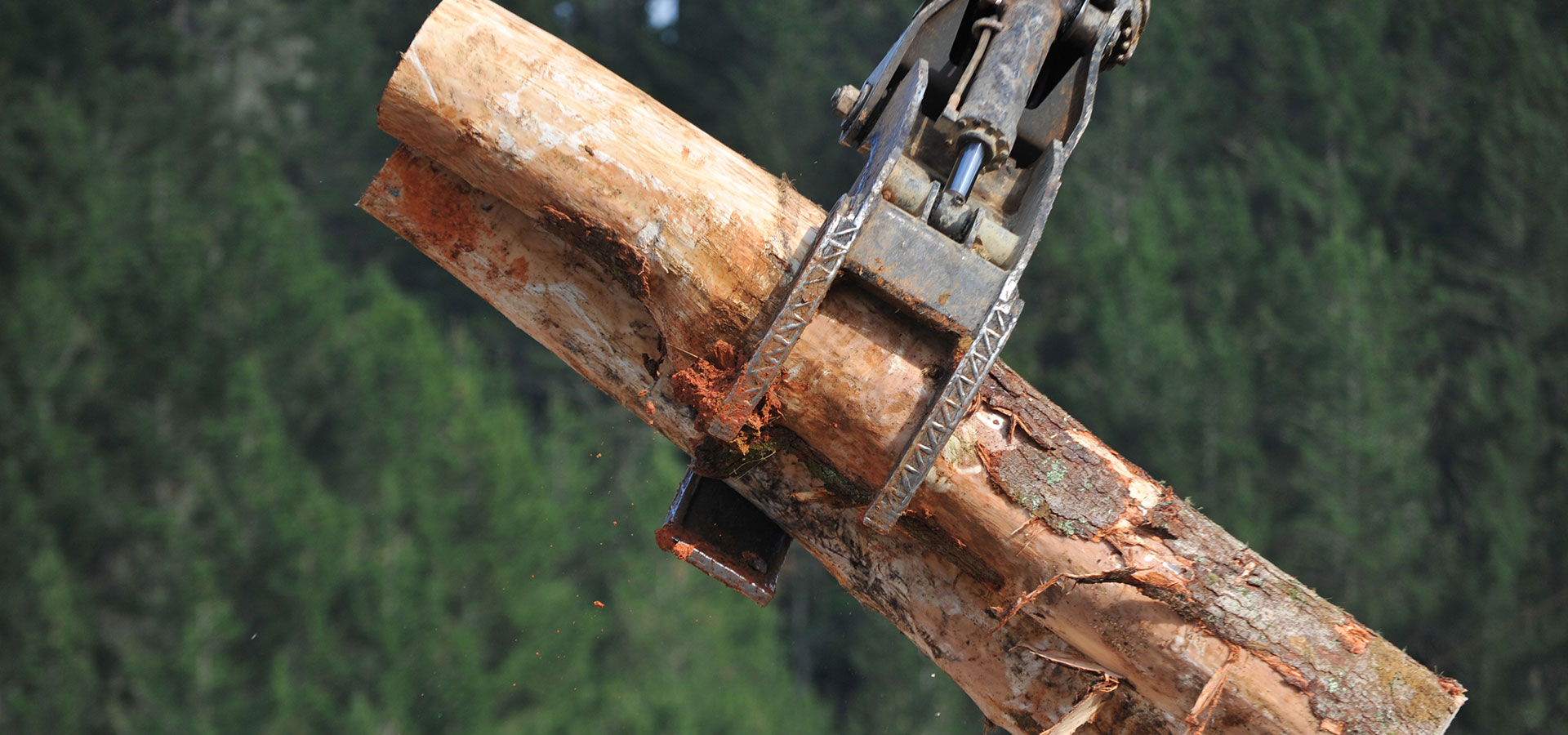 Ribbonwood NZ buys logs