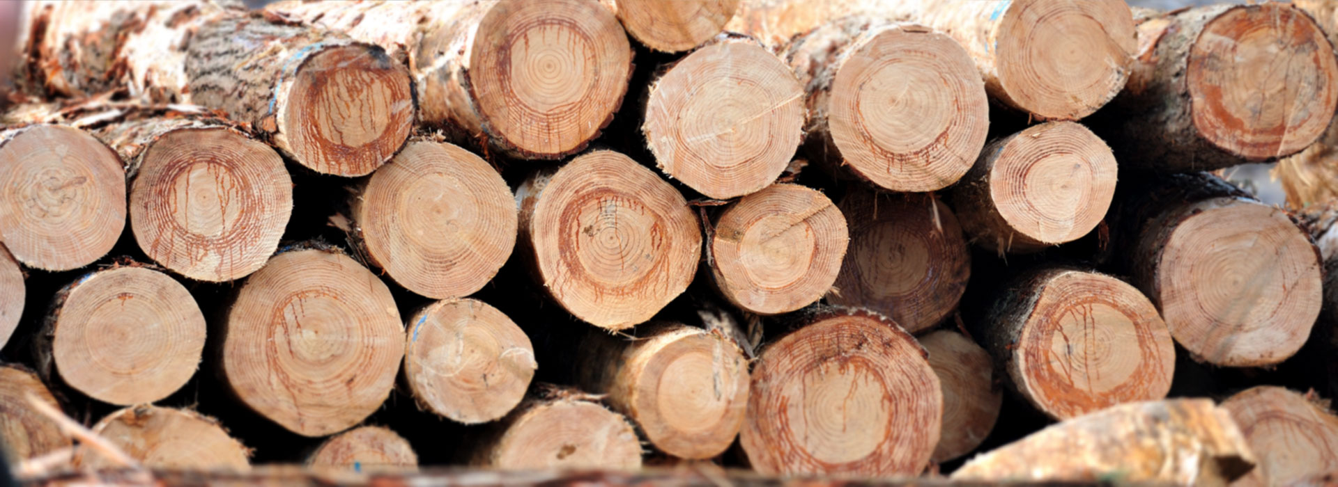 Ribbonwood NZ forest harvesting company New Zealand