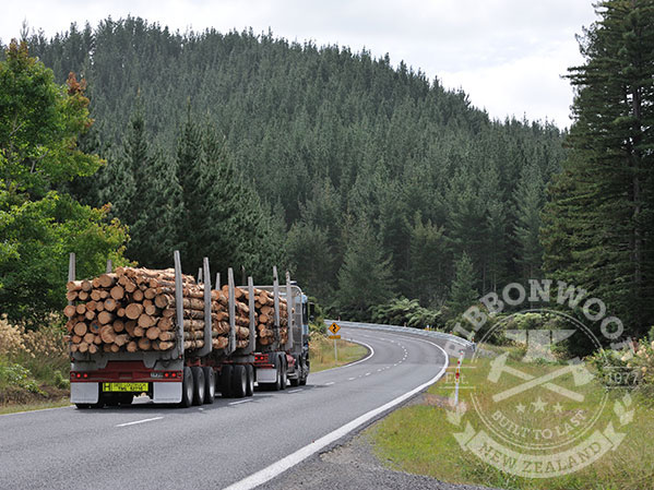 Ribbonwood manages forest health