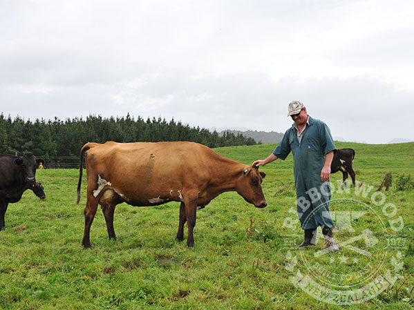 Ribbonwood NZ Consulting & Investment Services