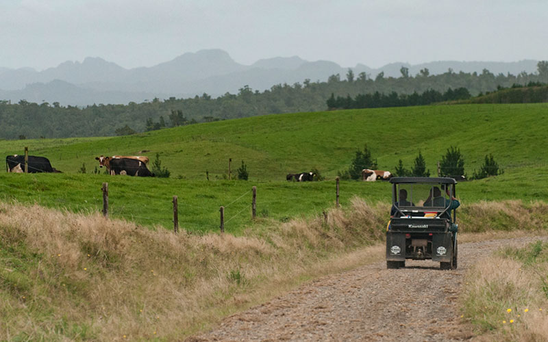 Ribbonwood NZ: Consulting and Investment