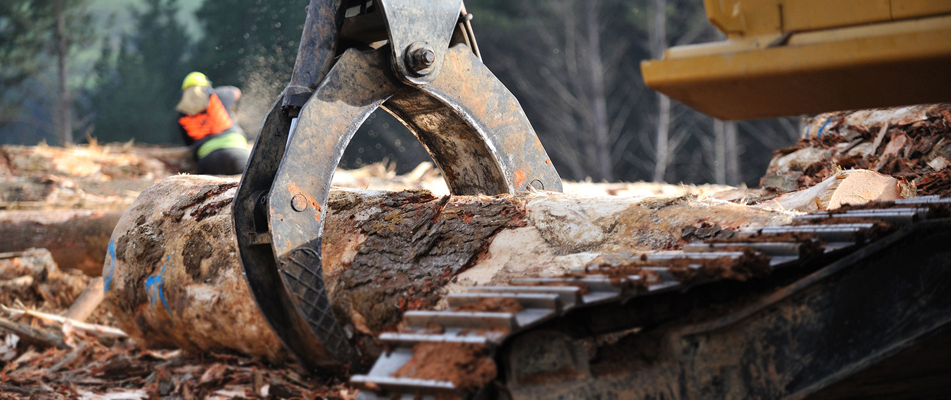 Ribbonwood NZ forest harvesting marketing & management