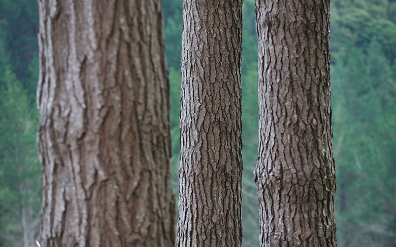 Ribbonwood NZ Buys Standing Forests and Trees