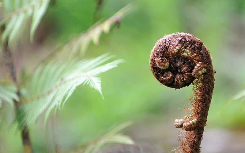 Ribbonwood NZ: Environmental Management