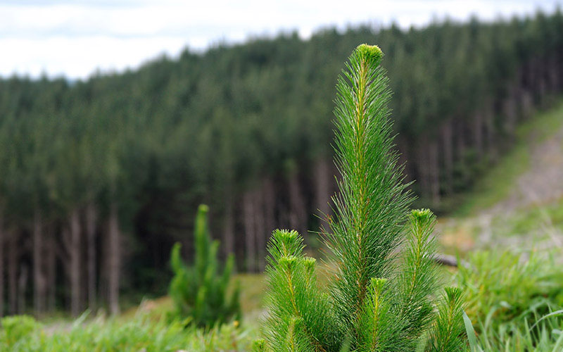 Ribbonwood NZ: Establish a New Crop