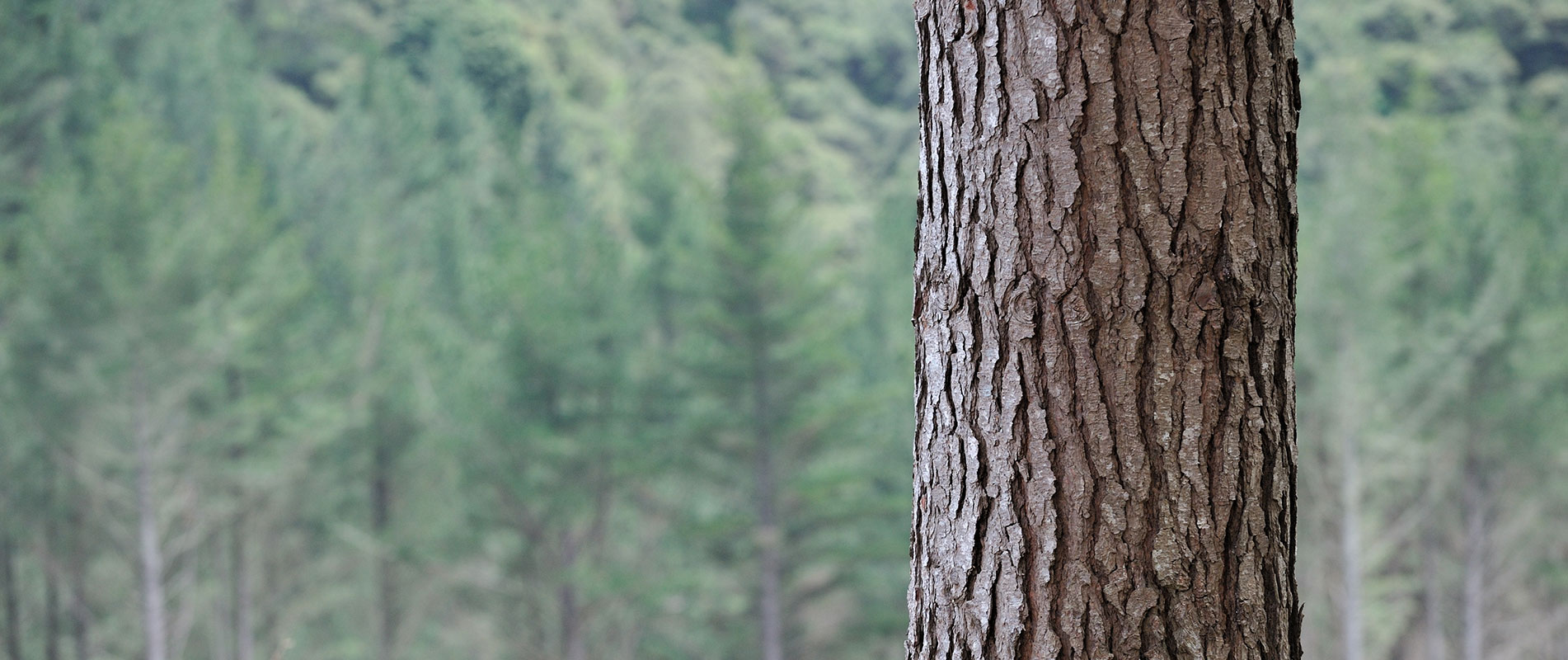 Ribbonwood NZ buys New Zealand trees and forests.