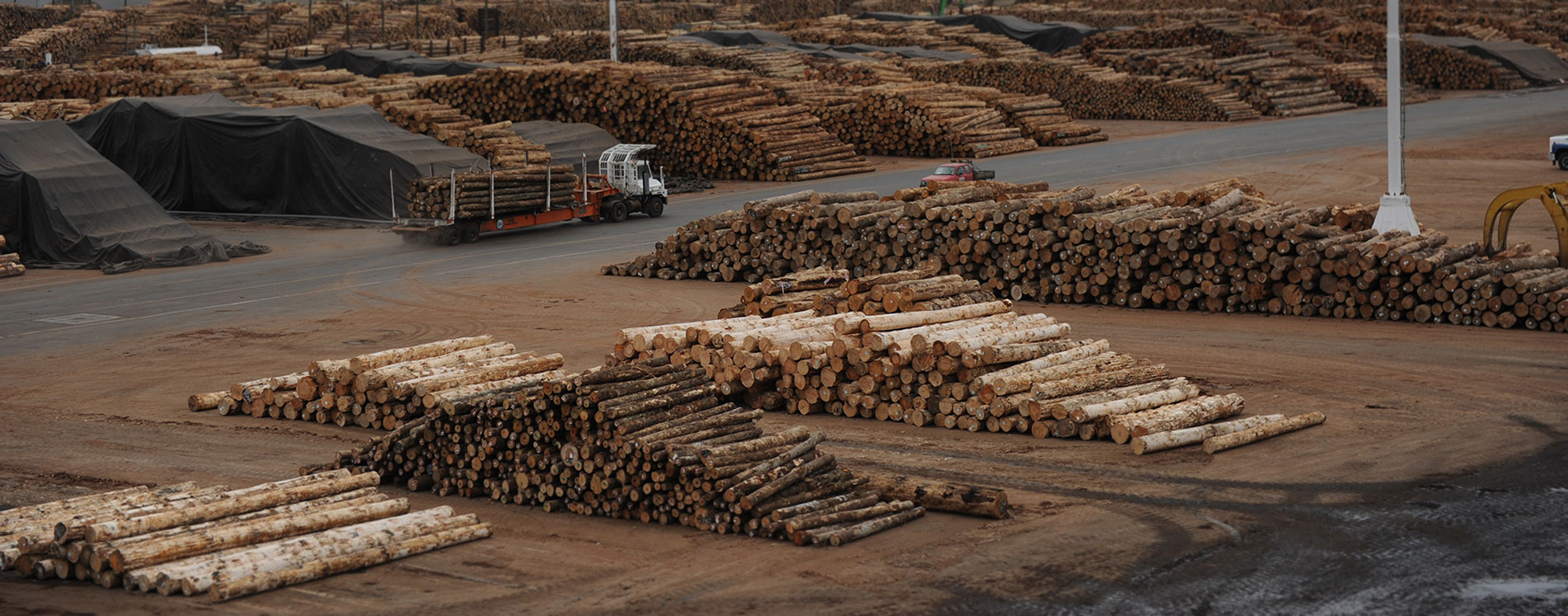 Ribbonwood NZ buys logs