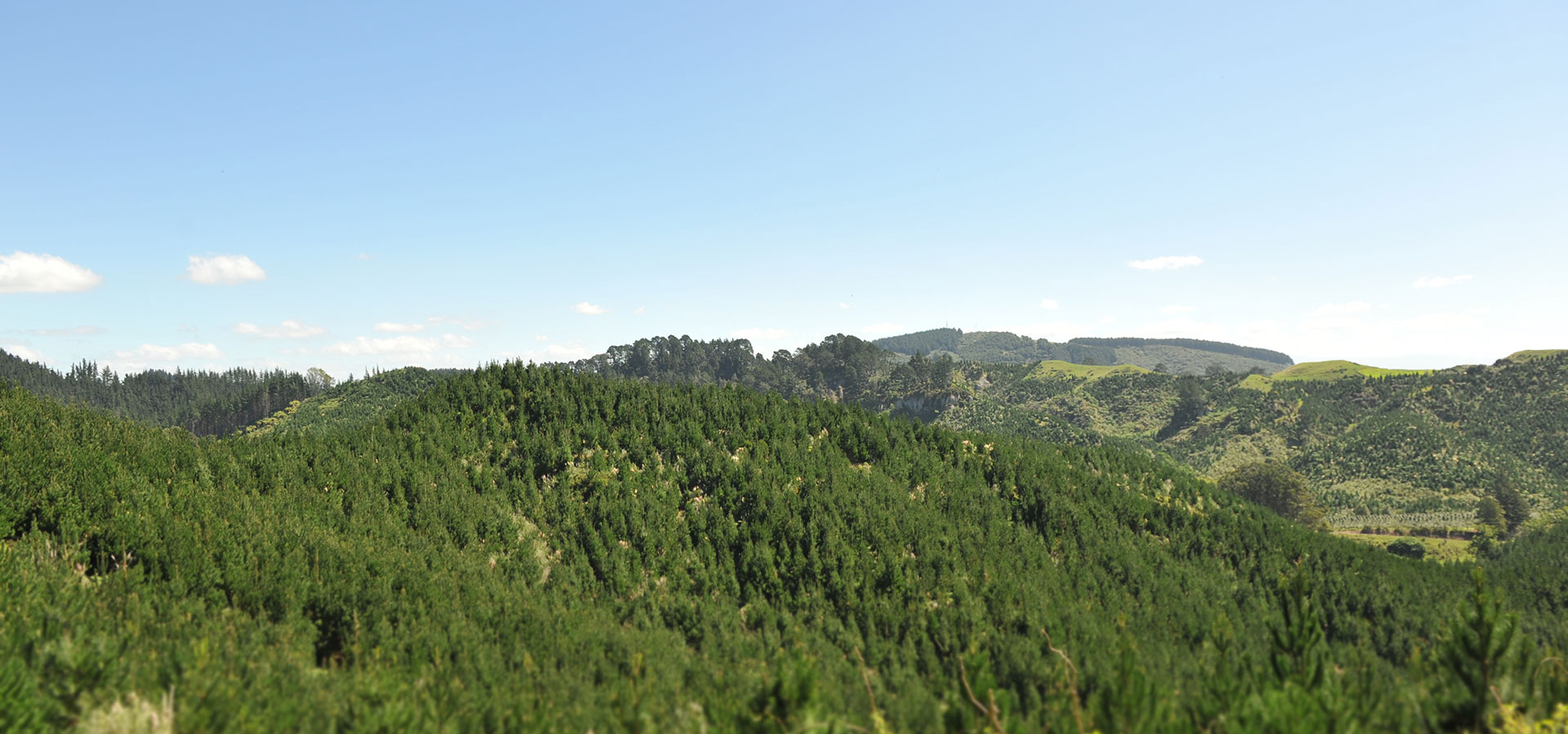 Ribbonwood NZ Carbon & Emissions Trading Scheme