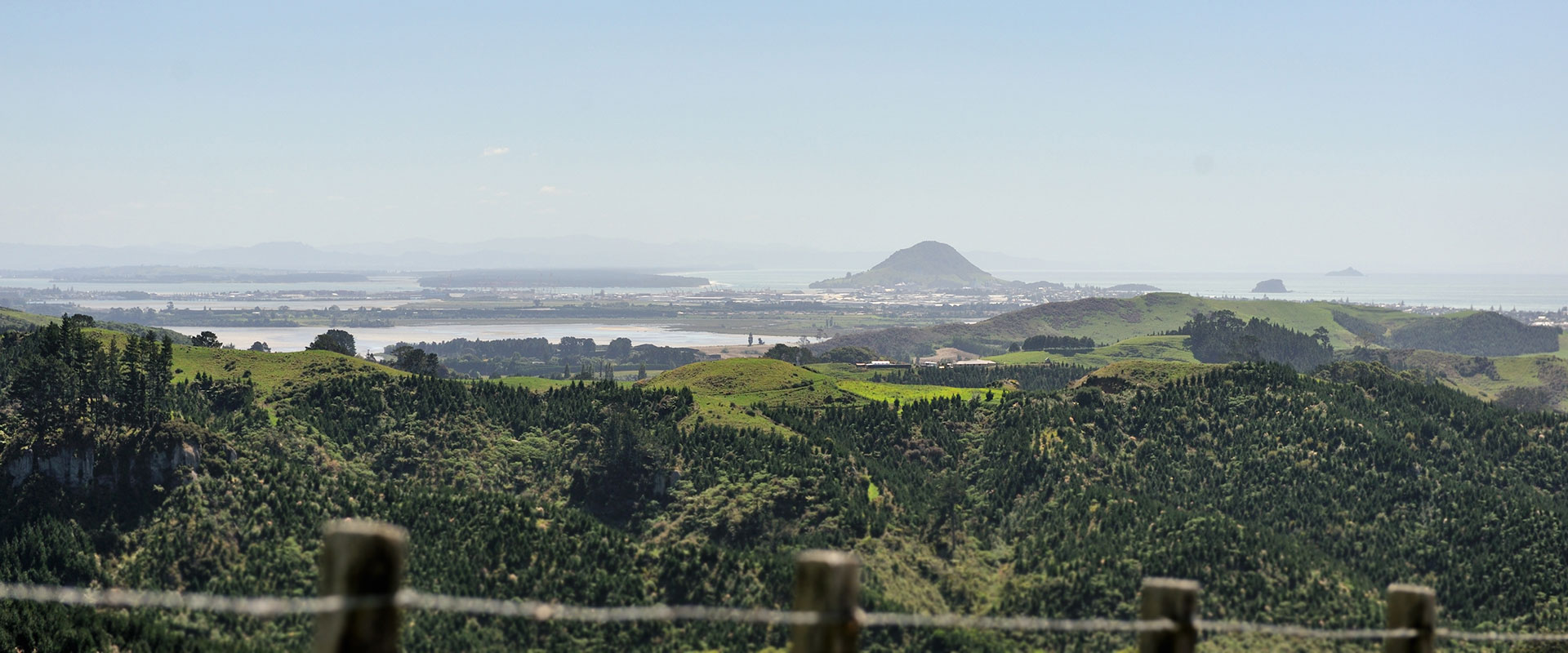 Ribbonwood NZ buys logs