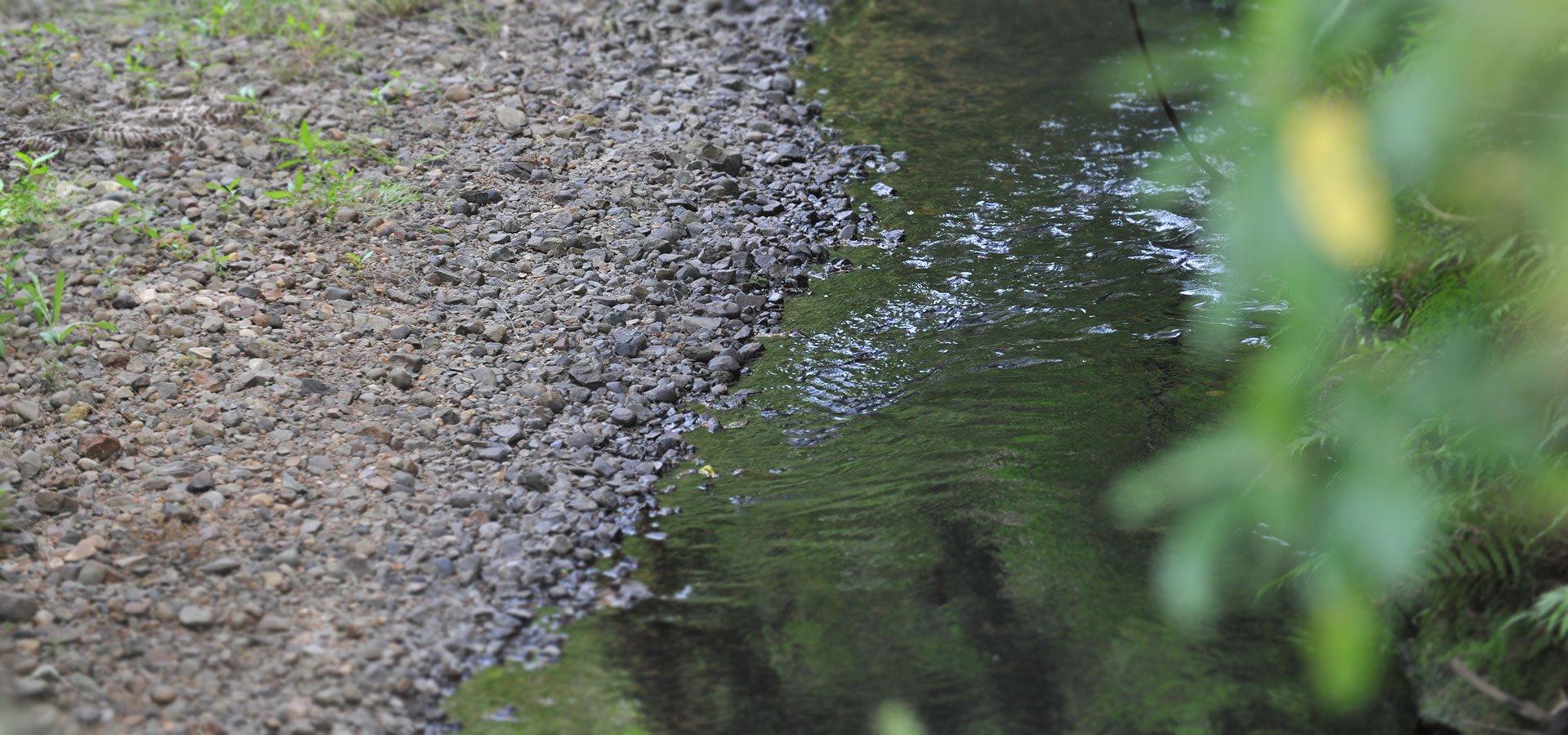 Ribbonwood NZ buys logs
