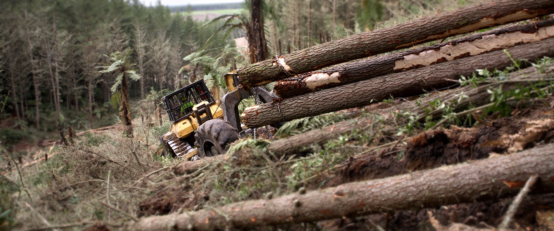 Ribbonwood NZ buys logs